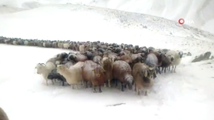 Doğu'da kar yağışı etkili oluyor... Köylüler koyun sürüleri ile kar ve tipiye yakalandı