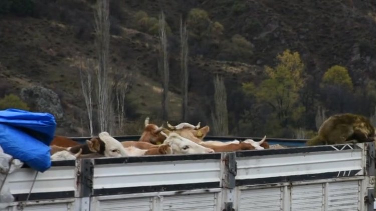 Çoban köpeği, boğulmaktan böyle kurtuldu