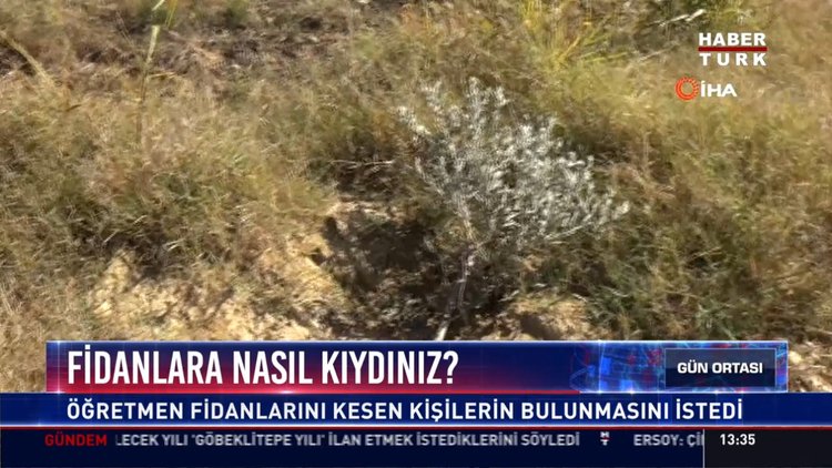 Zeytin fidanlarını kestiler: Öğretmenin arazisindeki 140 zeytin fidanı kesildi