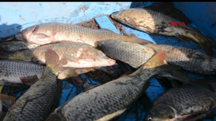 Gediz Nehri'nde toplu balık ölümü