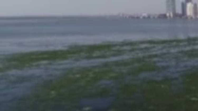 İzmir Körfezi'ndeki deniz marulları temizlendi