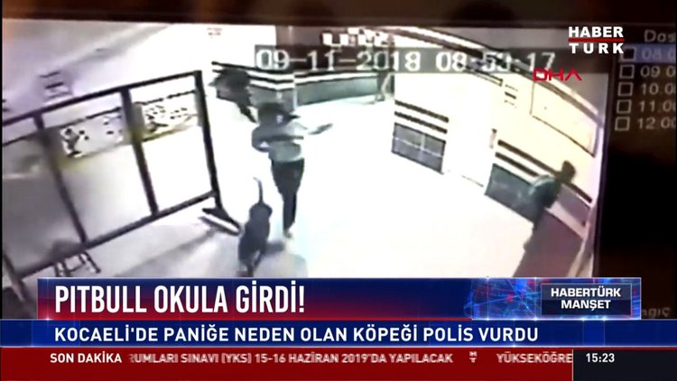 Pitbull okula girdi: Kocaeli'de paniğe neden olan köpeği polis vurdu