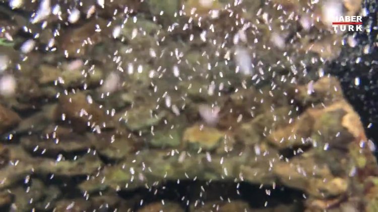 Erkek sanılan ahtapot 10 bin yavru dünyaya getirdi