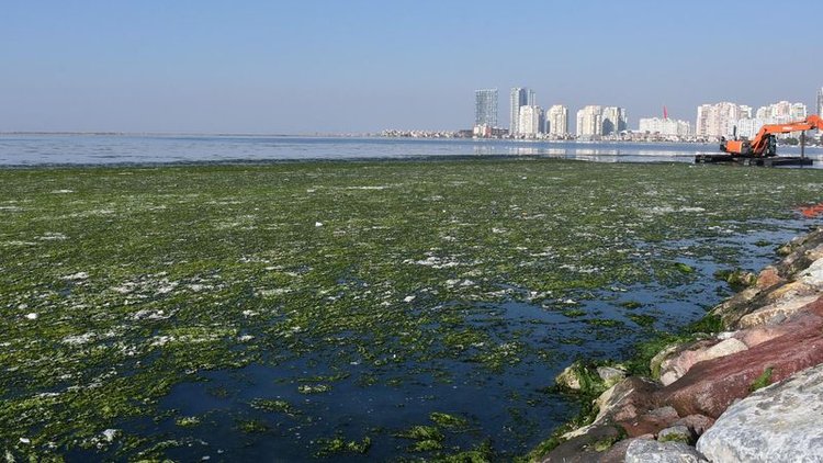 Deniz marulu tamamen temizlendi