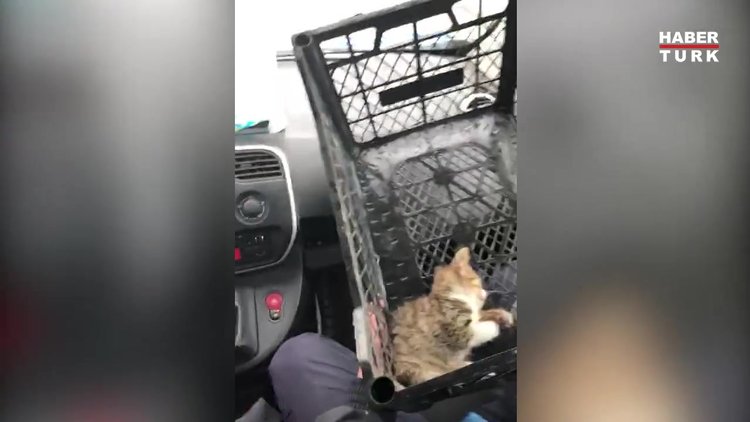 Yavru kedi için seferberlik