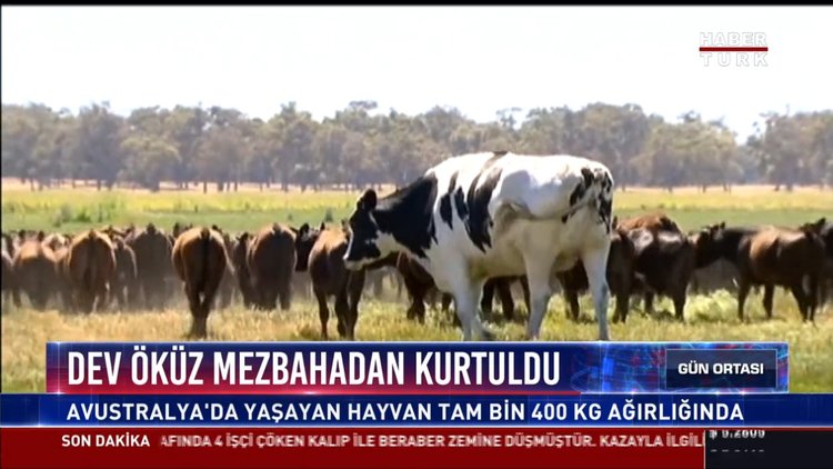 Dev öküz mezbahadan kurtuldu: Avustralya'da yaşayan hayvan tam bin 400 KG ağırlığında