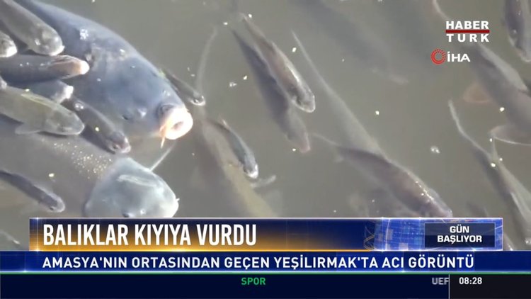 Balıklar kıyıya vurdu: Amasya'nın ortasından geçen yeşilırmak'ta acı görüntü