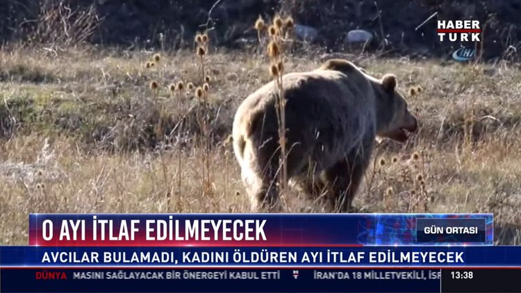 O ayının itlaf kararı kalktı: Bolu'da yaşlı kadını öldüren ayı için itlaf kararı kalktı