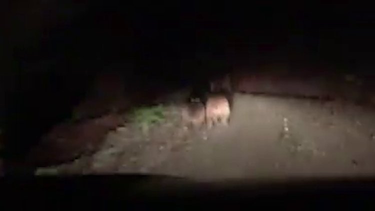 Kovaladığı ayılardan özür diledi