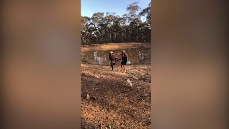 Köpeklerini korumak için kanguruyla yumruklaştı