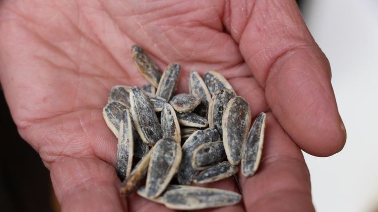 Çekirdek çitleyerek kurtarılmayı bekledi