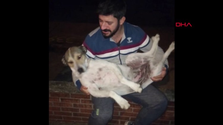 Kokoreç ustası, sokak köpeklerini ninni söyleyerek uyutuyor