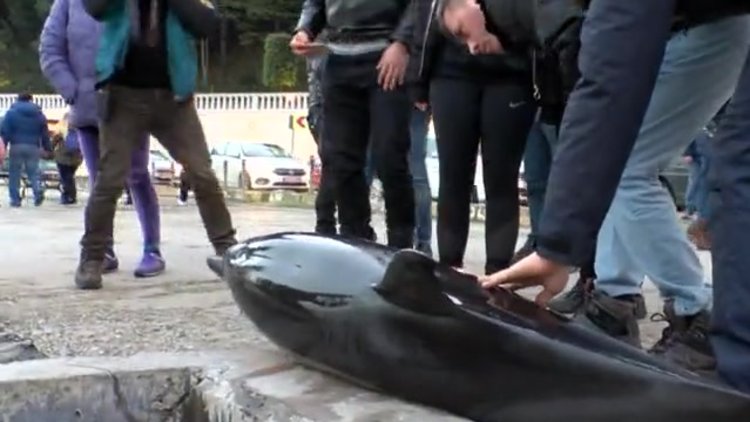 Sarıyer sahilinde ölü yunus bulundu