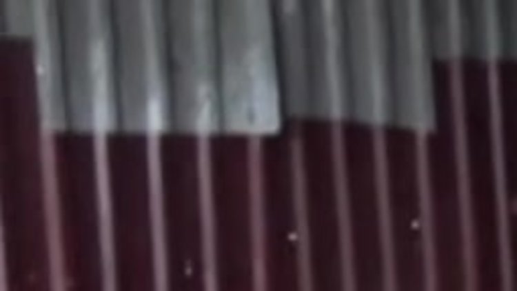 Ünlü dana Ferdinand'ın keyfi yerinde