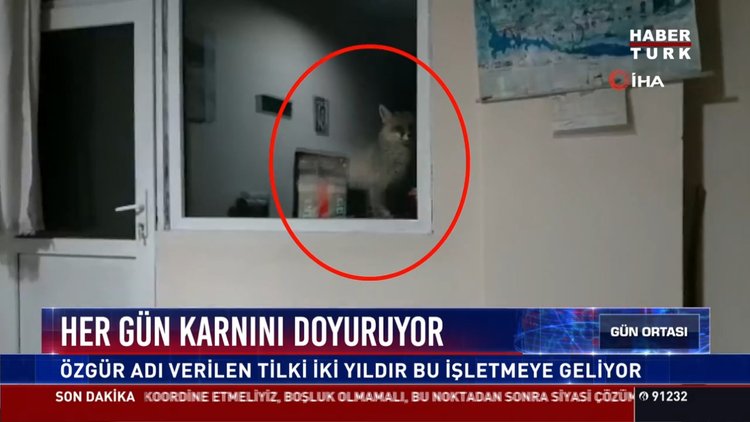 Her gün karnını doyuruyor: Özgür adı verilen tilki iki yıldır bu işletmeye geliyor