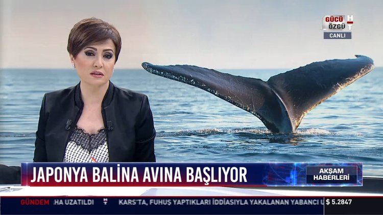 Japonya Balina avına başlıyor: Ticari Balina avcılığı yasağı kaldırılıyor