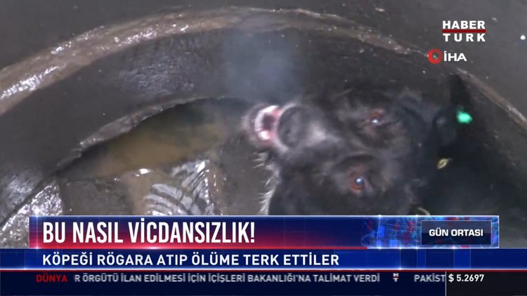 Köpeği rögara attılar: Boynuna ip geçirip üzerine kapağı kapattılar
