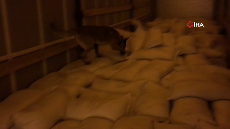 Tüm zamanların tek seferde rekor uyuşturucu yakalaması: tam 1 buçuk ton esrar!