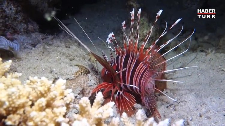 Bu balığın görünümüne aldanmayın!