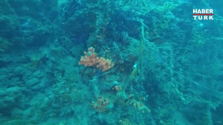 Adalar'dan sonra Marmara Adası'ndaki mercanlar da ölüyor