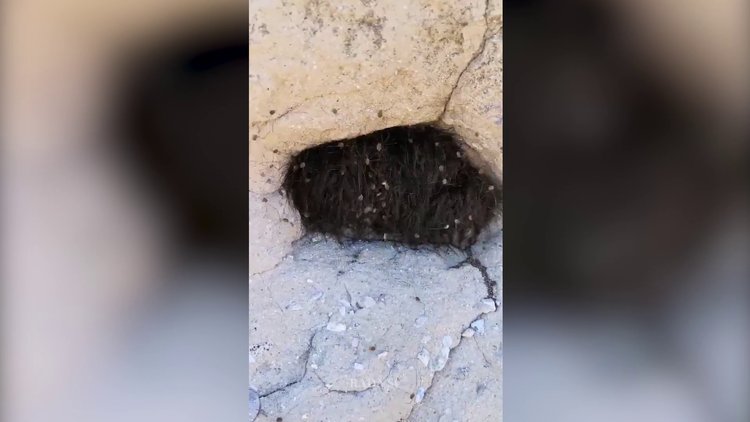 Tüylü hayvan sanıp sopayla dürttü! Gözlerine inanamadı