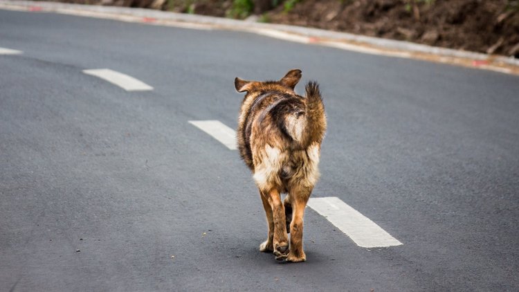 Kayseri'de köpek tedirginliği