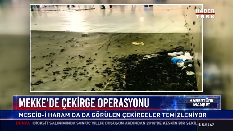 Mekke'de çekirge operasyonu: Mescid-i Haram'da da görülen çekirgeler temizleniyor