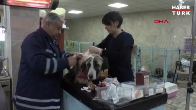 Can dostlara yapılanlar yine kan dondurdu