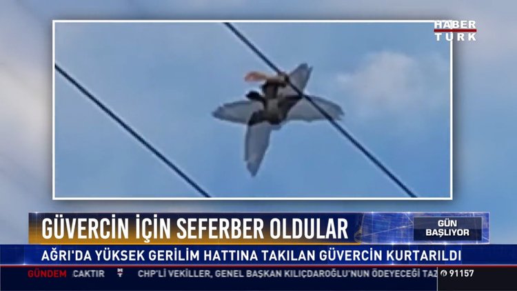 Güvercin için seferber oldular: Ağrı'da yüksek gerilim hattına takılan güvercin kurtarıldı