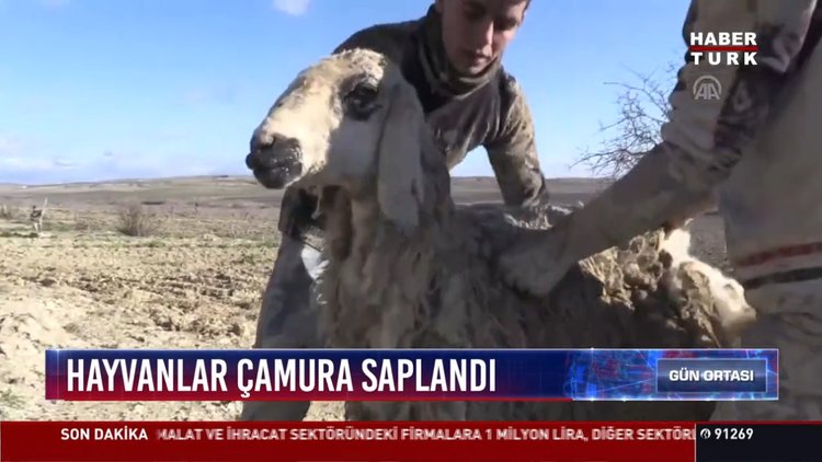 Hayvanlar çamura saplandı: Şanlıurfa'da tarlada çamura saplanan 67 koyun kurtarıldı
