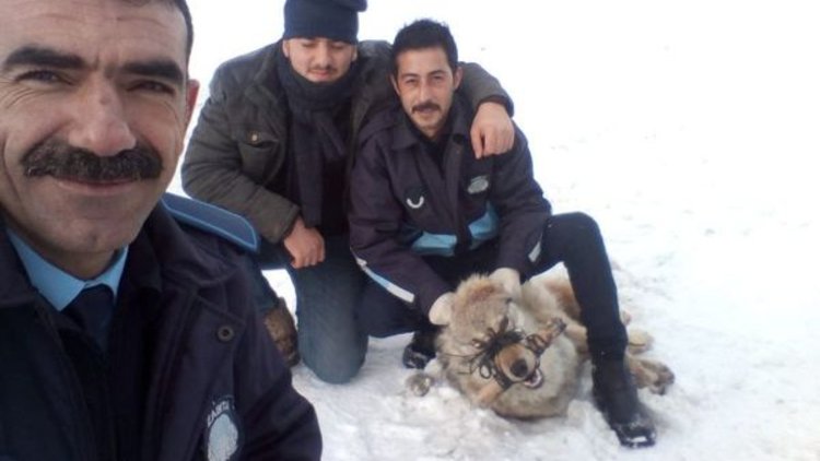 Köylülerin yakaladığı kurdu Kaymakam serbest bıraktırdı