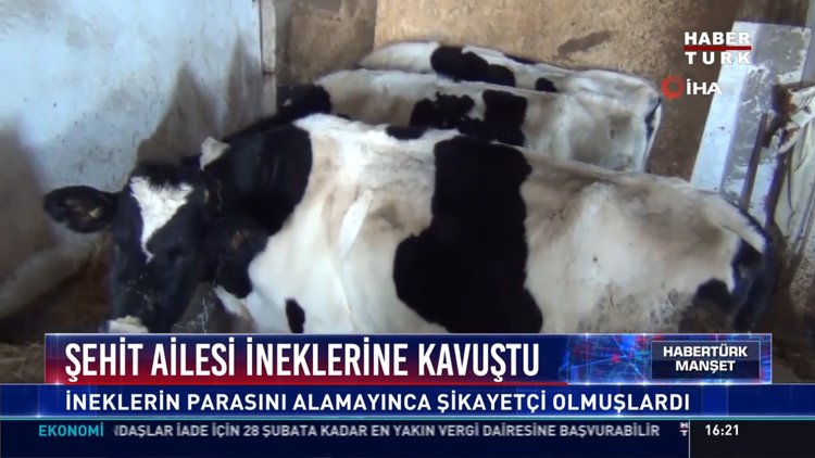 Şehit Ailesi ineklerine kavuştu: İneklerin parasını alamayınca şikayetçi olmuşlardı