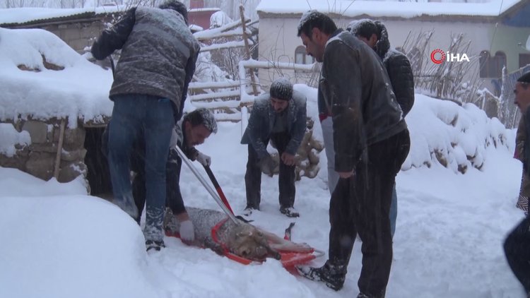 Av tüfeğiyle vurulan köpek için seferber oldular