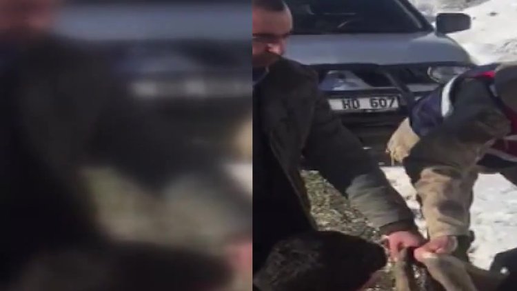 Jandarma yaralı dağ keçisini battaniyeye sardı