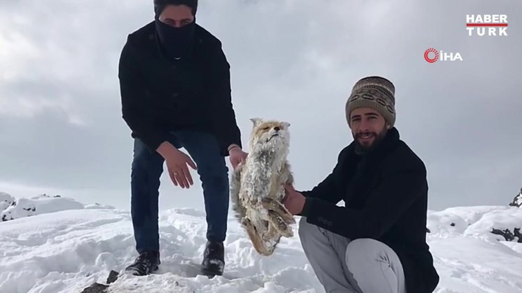 Çaldıran'da Sibirya soğukları bir tilkinin telef olmasına neden oldu