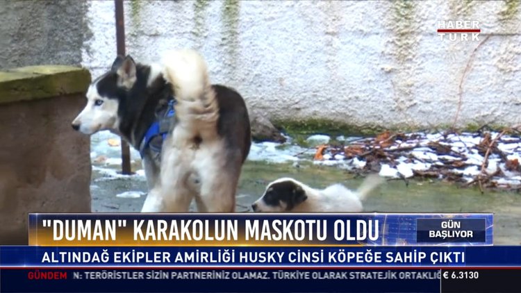 ''Duman'' karakolun maskotu oldu: Altındağ ekipler amirliği Husky cinsi köpeğe sahip çıktı