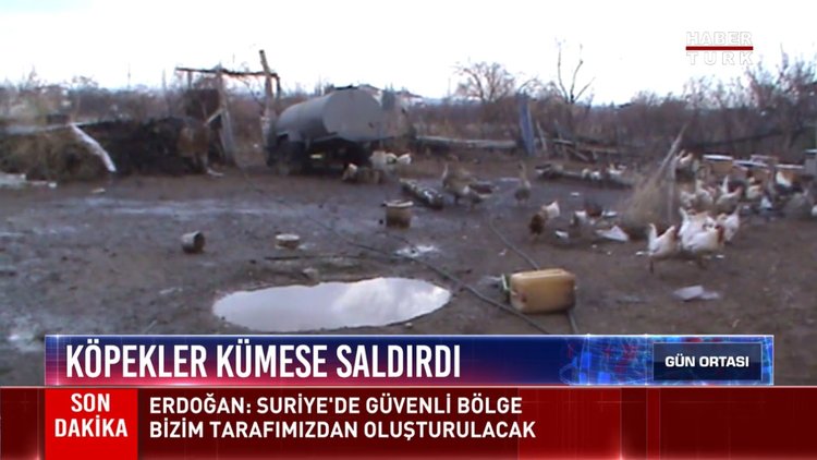 Köpekler kümese saldırdı