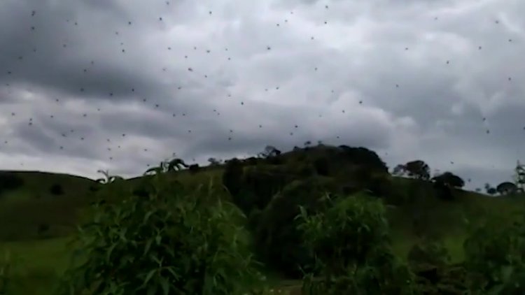 Gökten oluk oluk örümcek yağdı!