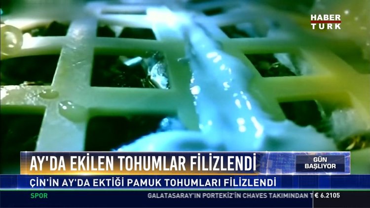 Ay'da ekilen tohumlar filizlendi: Çin'in Ay'da ektiği pamuk tohumları filizlendi