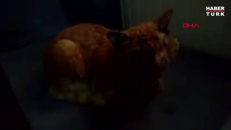 Savunmasız kediye bunu yapabildiler!