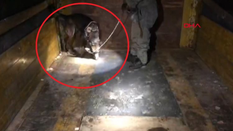 Alfa 133 kilo eroini yakalattı