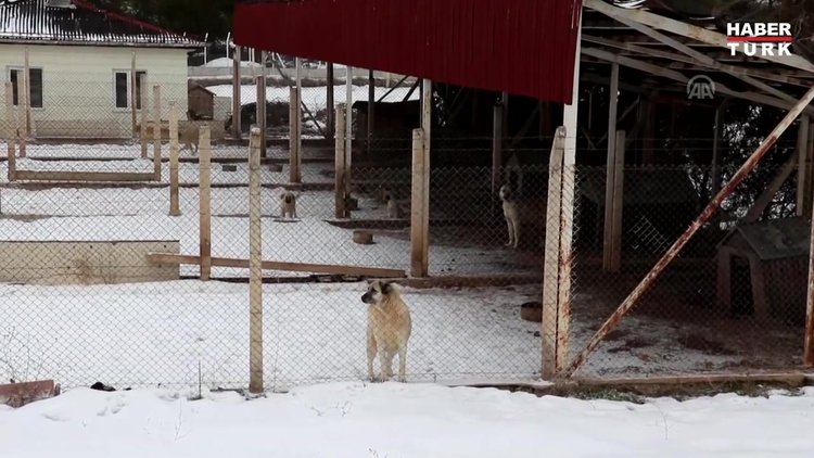 Kangal köpeklerinin yavrusunu yeme sebebi hormon eksikliği
