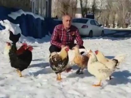 <p>Tunceli’nin Ovacik Ilçesi’nde yasayan Mahmut Utan ,aralarinda "Kontes" ismini verdigi kazinda aralarinda bulundugu kümes hayvanlariyla sabah sporu yaparken, aksamlari da evine gelen tilki ailesini elleriyle besliyor. Ovacik Ilçesi Güneykonak Köyü’nde turistik tesis isleten Mahmut Utan, aralarinda "Kontes" isimli bir kazin da bulundugu kümes hayvanlariyla önce sohbet ediyor, ardindan da gezintiye çikiyor. Mahmut Utan