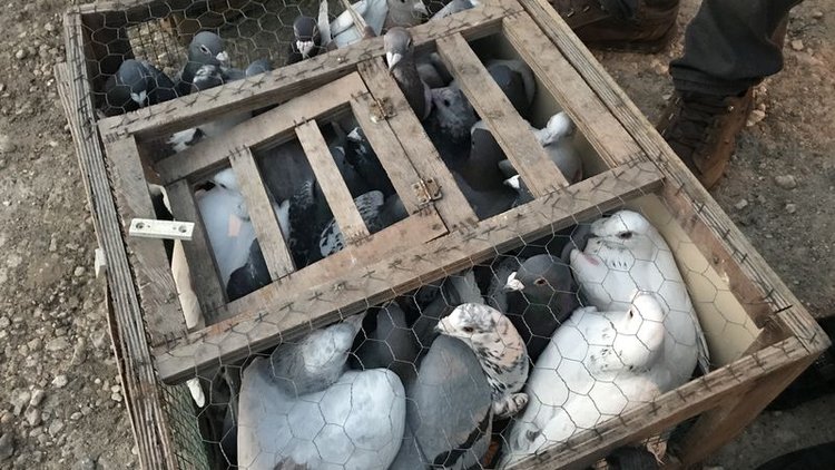 Şanlıurfa'da 4 bin güvercin aynı anda gökyüzüne salındı