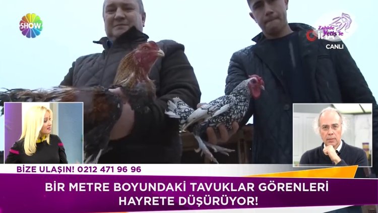 Tavukları görenler hayrete düşüyor!