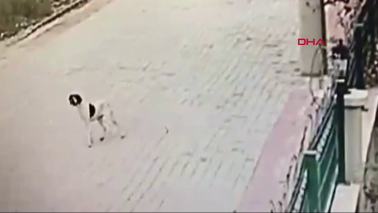 Köpeğin üzerine otomobil sürdü, çevredekiler kovalayınca kaçtı!