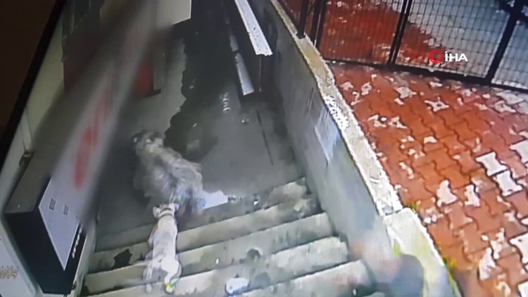 İstanbul'da fıkra gibi olay kamerada...Sahibiyle lokantada yemek yiyen keçiye köpek saldırdı