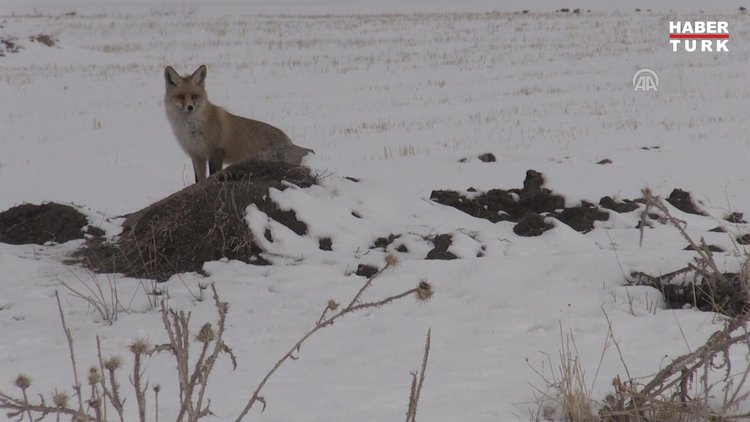 Van'da yiyecek arayan tilki görüntülendi
