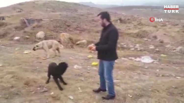 Sokak köpeklerini eski çöplük alanında ölüme terk ettiler