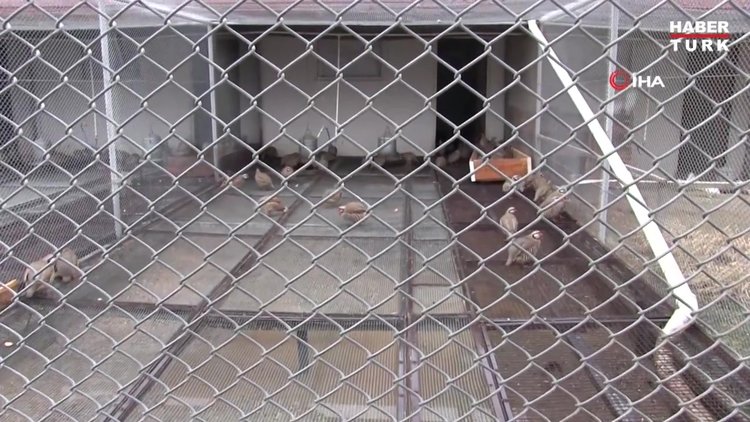 Kene ile mücadele için 5 bin kanatlı doğaya salındı